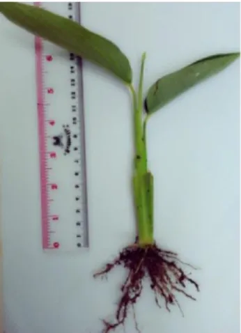 Gambar 1 Bibit anakan garut (M. arudinaceae) kultivar creole 