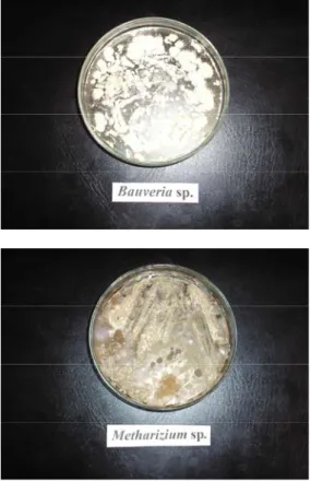 Gambar 1. Isolat B. bassiana (a) dan M.anisopliae  (b) pada media PDA dengan inkubasi 7  hari pada suhu 25°C 