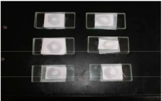 Gambar 2.  Uji  in vitro cendawan entomofagus  terhadap S. scabiei 