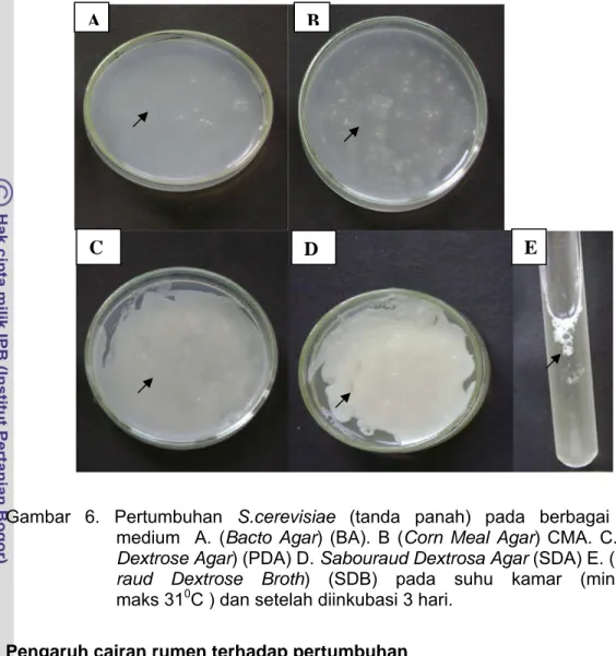 Gambar 7 dan Tabel 2 menunjukkan bahwa jumlah populasi S. cerevisiae  tidak berbeda (3,3 dan 3,4 x 10 7  spora) serta dapat bertahan hidup, tumbuh dengan  baik pada media yang mengandung cairan rumen steril dari domba maupun tanpa  diberi cairan