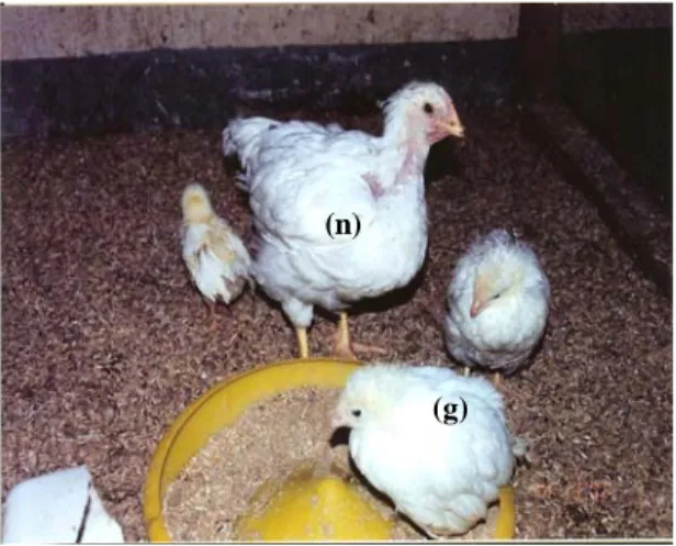 Gambar 2. Perbandingan antara ayam yang tumbuh normal (n)  dan ayam yang mengalami gangguan pertumbuhan  pada umur yang sama dengan diagnosa CNE (g)
