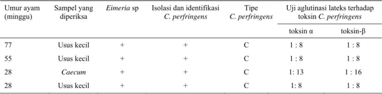 Tabel 2.  Hasil pemeriksaan usus ayam petelur di suatu peternakan di Kabupaten Serang, Banten dengan gejala diare dan  penurunan produksi