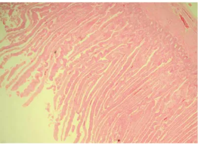 Gambar 4. Perubahan histologik pada usus ayam yang mengalami CNE. Tampak adanya kerusakan vili usus yang jelas 