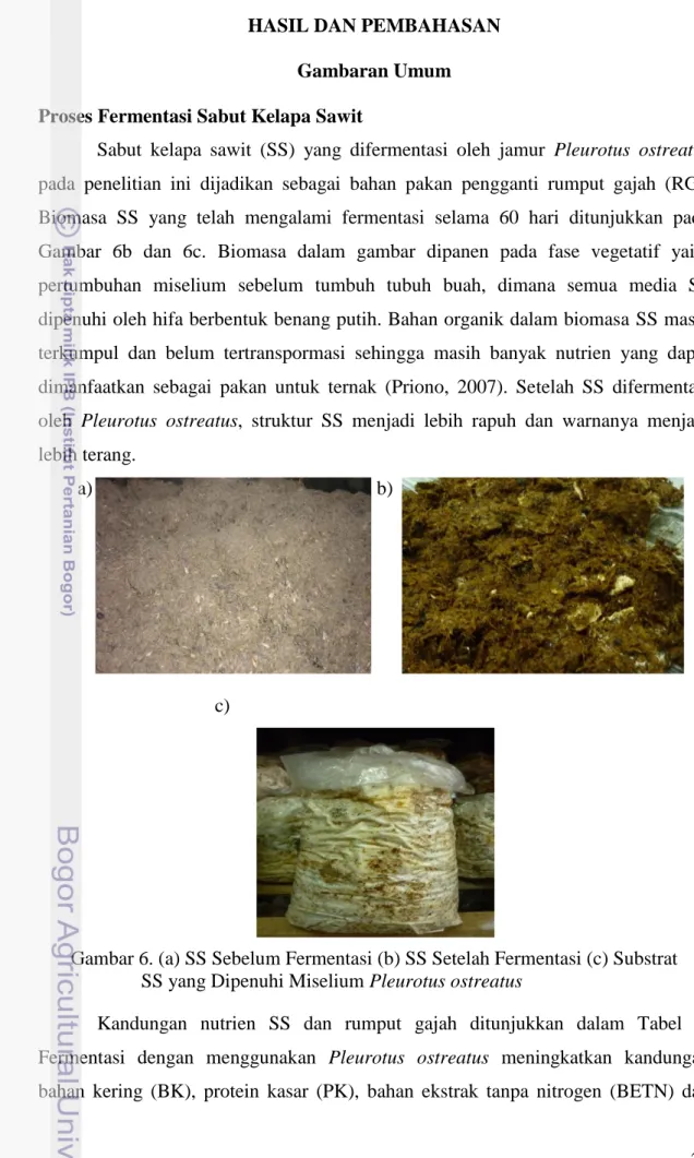 Gambar 6. (a) SS Sebelum Fermentasi (b) SS Setelah Fermentasi (c) Substrat                        SS yang Dipenuhi Miselium Pleurotus ostreatus 