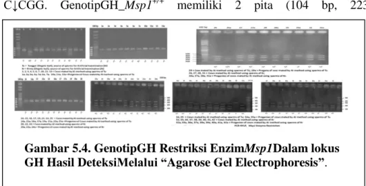 Gambar 5.4. GenotipGH Restriksi EnzimMsp1Dalam lokus  GH Hasil DeteksiMelalui “Agarose Gel Electrophoresis”