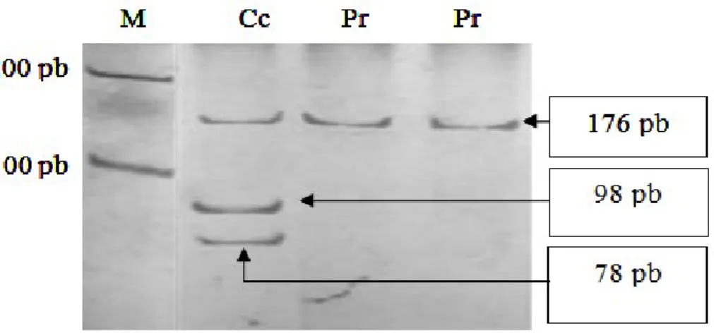 Gambar 1  Fragmen DNA produk PCR dan hasil pemotongan enzim Ava II  gen   ASS   ekson   5   kromosom   11   sapi   perah   FH   pada   gel  poliakrilamid   6%