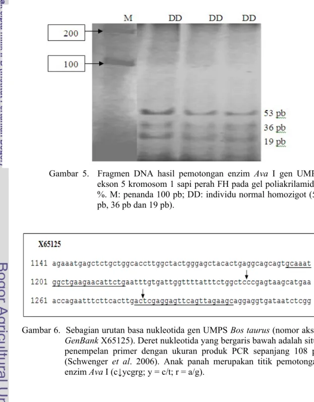 Gambar 5.   Fragmen DNA hasil pemotongan enzim  Ava  I gen UMPS  ekson 5 kromosom 1 sapi perah FH pada gel poliakrilamid 6 