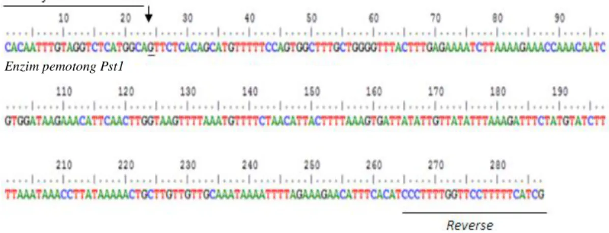 Gambar  2.  Urutan  basa  nukleotida  gen  SLC35A3.  Deret  nukleotida  yang  diberi   garis  bawah  merupakan  situs  penempelan  primer