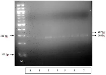 Gambar  3.  Pita  sekuen  DNA  hasil  amplifikasi  gen  SLC35A3.  Nomor  1  adalah  produk PCR sebelum direstriksi Pst1 sepanjang 287 bp dan nomor 2-7  adalah hasil restriksi Pst1 sepanjang 264 bp