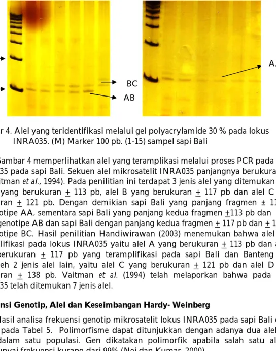 Gambar 4. Alel yang teridentifikasi melalui gel polyacrylamide 30 % pada lokus         INRA035