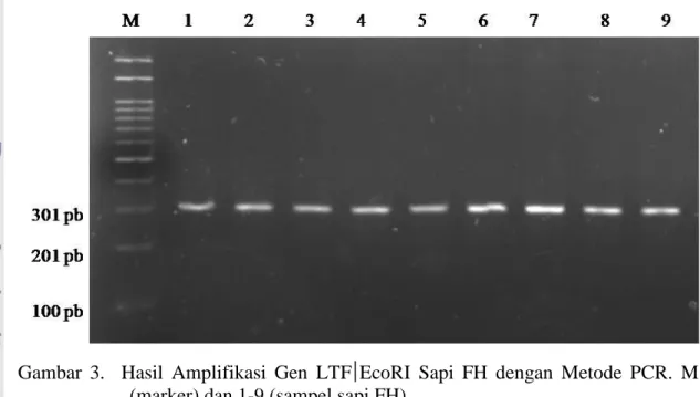 Gambar  3.    Hasil  Amplifikasi  Gen  LTF  EcoRI  Sapi  FH  dengan  Metode  PCR.  M  (marker) dan 1-9 (sampel sapi FH) 