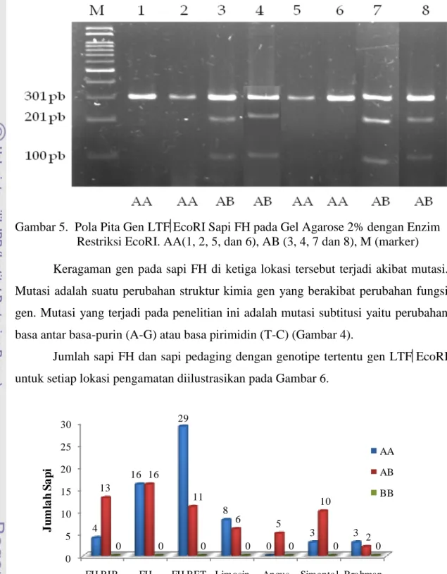 Gambar 5.  Pola Pita Gen LTF EcoRI Sapi FH pada Gel Agarose 2% dengan Enzim  Restriksi EcoRI