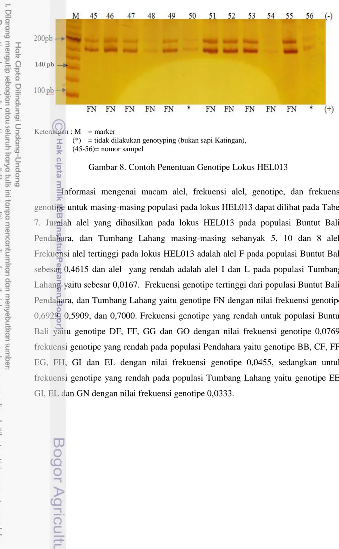 Gambar 8. Contoh Penentuan Genotipe Lokus HEL013 