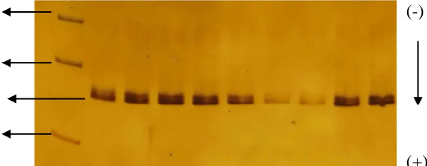 Gambar 6. Hasil Amplifikasi Gen GH Exon 3 Melalui Teknik PCR pada Gel  Poliakrilamida 6% (M : marker 100 bp DNA) 