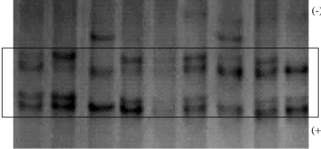 Gambar 8. Diagram Elektroforesis (Zymogram) Pita Gen GH Exon 3   Pendeteksian  keragaman  gen  GH  exon  3  dilakukan  menggunakan  teknik  polymerase  chain  reaction  single-strand  conformation  polymorphism  (PCR-SSCP)