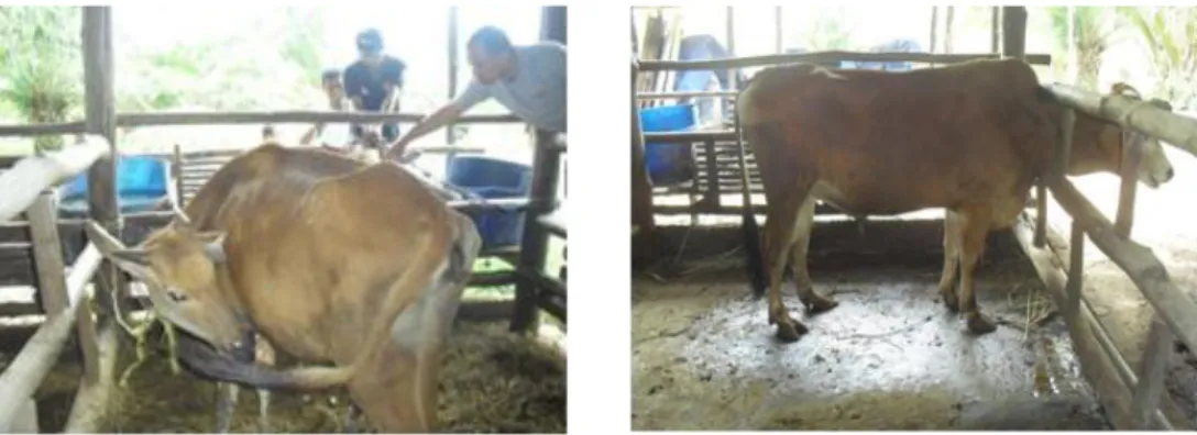 Gambar  1  adalah  kondisi  ternak  sapi  sebelum  pengkajian  terlihat  kurus,    karena  tulang rusuk dengan skor tubuh 2, dan Gambar 2 adalah ternak sapi yang sudah diberi obat  herbal terlihat gemuk dan sudah masuk skor 3