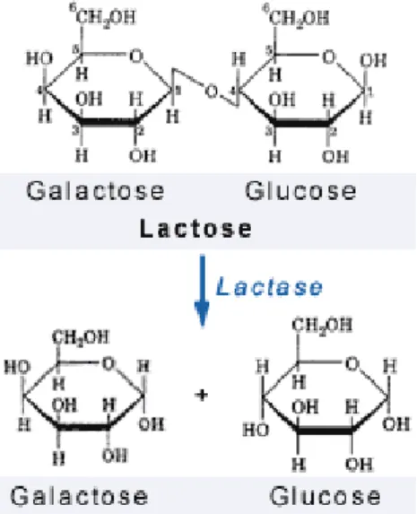 Gambar  2.  Laktosa  yang  merupakan  disakarida  terdiri  dari  gugus  galaktose  dan  glukosa  akan  dihidrolisa  dengan  bantuan  ensim  laktase  menghasilkan  monosakarida yaitu galaktosa dan glukosa