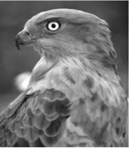 Gambar 2.3 Citra Grayscale  2.3.3 Citra Warna (8 bit) 