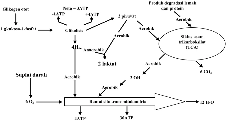 Gambar 2. Diagram Suplai Energi di dalam Otot (Soeparno,1994) 
