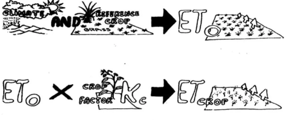 Gambar 3.8  Ilustrasi perbedaan ETc dengan ETo 