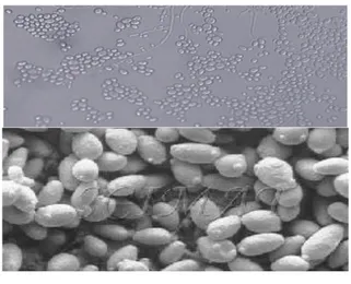 Gambar  2.  Hasil  uji  identifikasi  khamir  Saccharomyces Cerevisie 