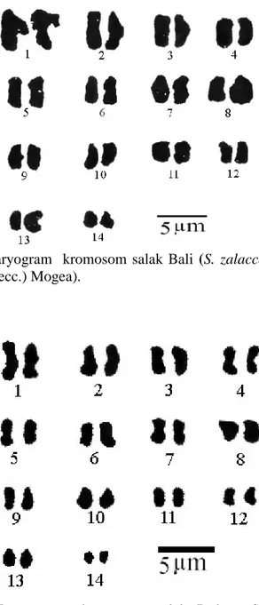 Gambar  5.  Karyogram    kromosom  salak  Bali (S.  zalacca Var. Amboinensis (Becc.) Mogea).