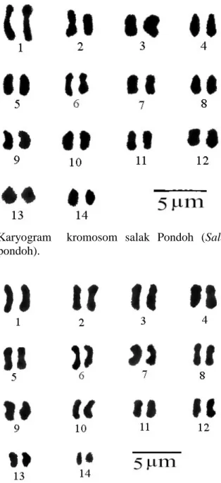 Gambar  7.  Karyogram    kromosom  salak  Pondoh  (Salacca  zalacaa cv pondoh).