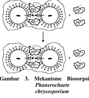 Gambar  3.  Mekanisme Biosorpsi  Phanerochaete 