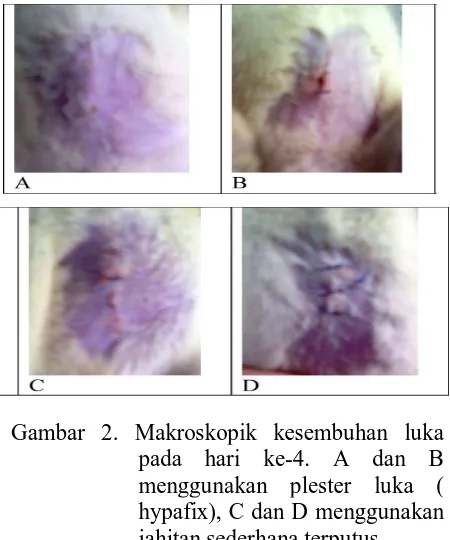 Gambar 1. Makroskopik kesembuhan luka pada hari ke-2. A menggunakan plester luka (hipafix) dan B 