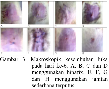 Gambar 3. Makroskopik kesembuhan luka pada hari ke-6. A, B, C dan D menggunakan hipafix
