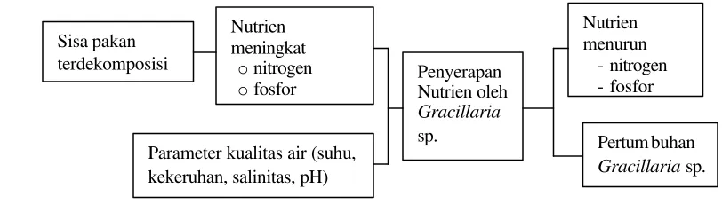 Gambar 1. Skema perumusan masalah dalam penyerapan nutrien oleh Gracillaria 