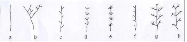 Gambar 3. Bentuk-Bentuk Thallus Alga (Soegiarto et al. 1979) 