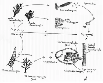 Gambar 4. Siklus Reproduksi Generatif Gracillaria sp.(Raven et al, 1992) 