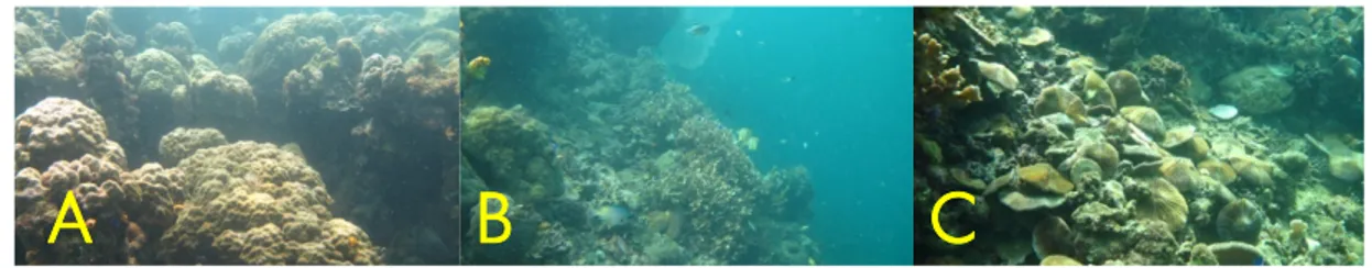 Gambar 5. Kondisi karang di Pulau Bahulu. A: Karang massive, B: Kopleksitas karang di tempat yang lebih                       dalam, dan C: Karang soliter (Fungia)
