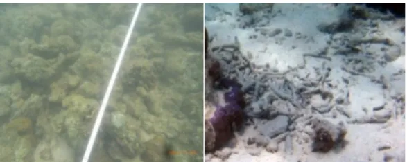 Gambar 8.  Acropora (AC) 