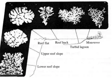 Gambar 5. Variasi bentuk pertumbuhan Pocillopora damicornis di Great Barrier  Reef dalam kaitannya dengan lingkungan (Veron, 1995) 