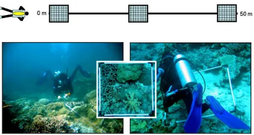 Gambar 8. Metode pengambilan data karang dengan transek kuadrat 