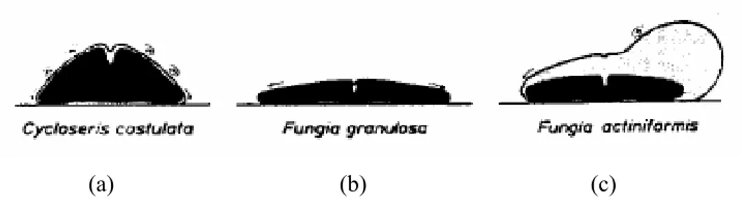 Gambar 4  Mekanisme penolakan sedimen : (a). pergeseran dari bagian atas   corallum, (b) pergerakan oleh silia dan produksi mucus (c) polip yang  mengembang (Schuhmacher  1977)