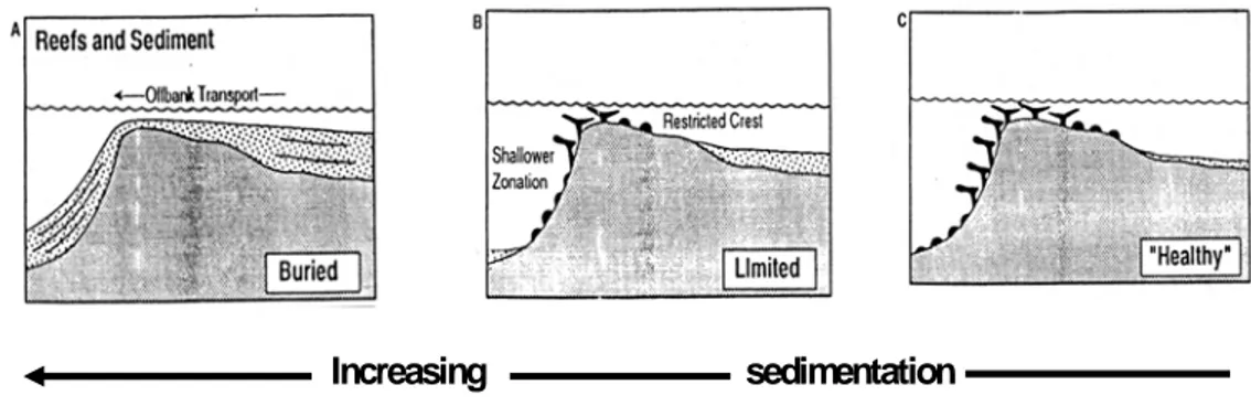 Gambar 6   Pengaruh sedimen terhadap terumbu karang (Birkeland 1997). 
