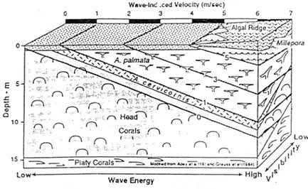 Gambar 7   Diagram pengaruh energi gelombang dan kejernihan perairan pada  zonasi terumbu Karibia (Adey &amp; Burke 1977 dan Grauss et al
