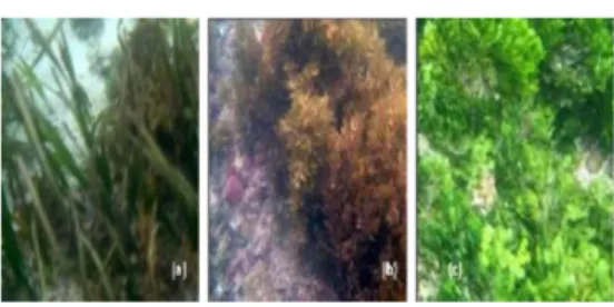 Gambar 2 (a) Enhalus acoroides; (b) Sargassum echinocarpum ; (c) Halimeda micronesica