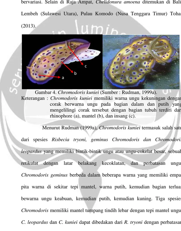 Gambar 4. Chromodoris kuniei (Sumber : Rudman, 1999a). 