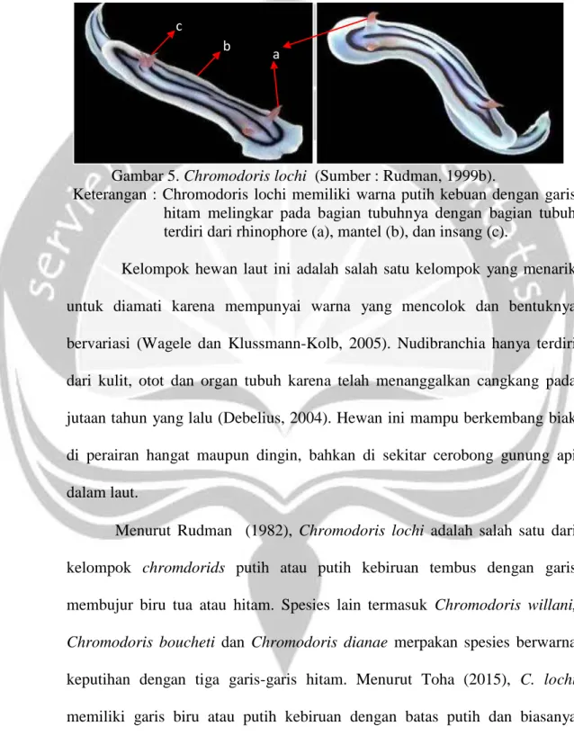 Gambar 5. Chromodoris lochi  (Sumber : Rudman, 1999b). 