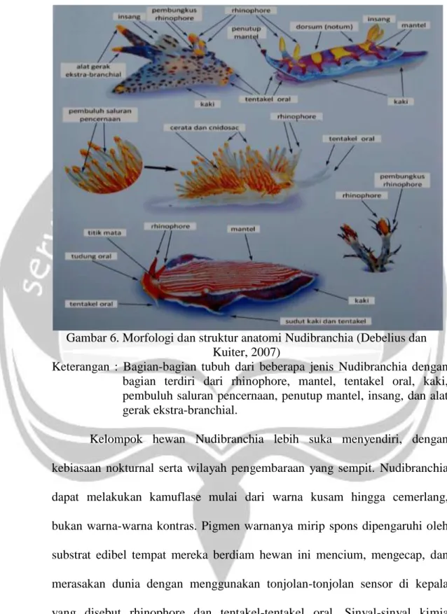 Gambar 6. Morfologi dan struktur anatomi Nudibranchia (Debelius dan  Kuiter, 2007) 