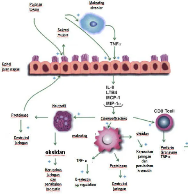 Gambar 1. Mekanisme molekuler dan seluler pada PPOK
