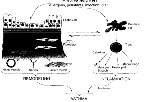Gambar 2. Inflamasi dan remodeling pada asma 