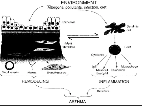 Gambar 2. Inflamasi dan remodeling pada asma 
