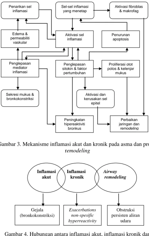 Gambar 3. Mekanisme inflamasi akut dan kronik pada asma dan proses   remodeling 