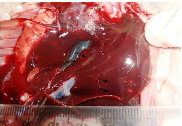 Figure 1. Gross findings on the liver of Coccidiosis infected rabbits. Arrows show the white spots in the liver  parenchyma with varying diameters of 1-5 mm  