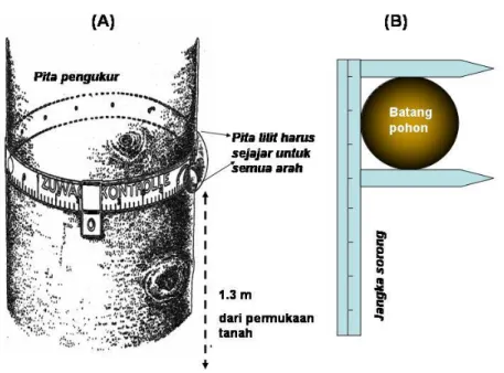 Gambar 2. Cara pengukuran lilit batang pohon menggunakan pita pengukur (A),  tampak  atas pengukuran dbh pohon menggunakan jangka sorong (B) (Weyerhaeuser dan  Tennigkeit, 2000)